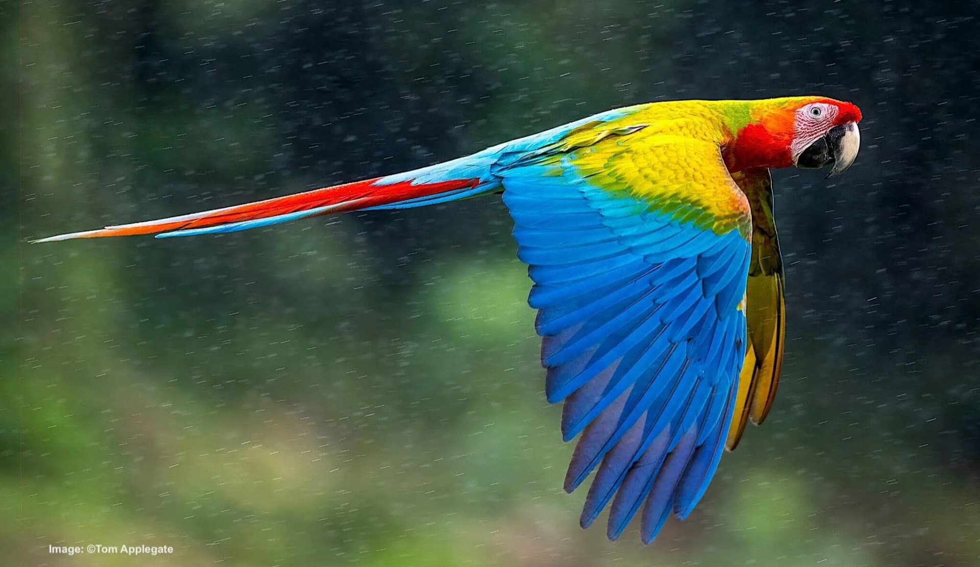 Costa Rica Southern Zone — The CAVU Group