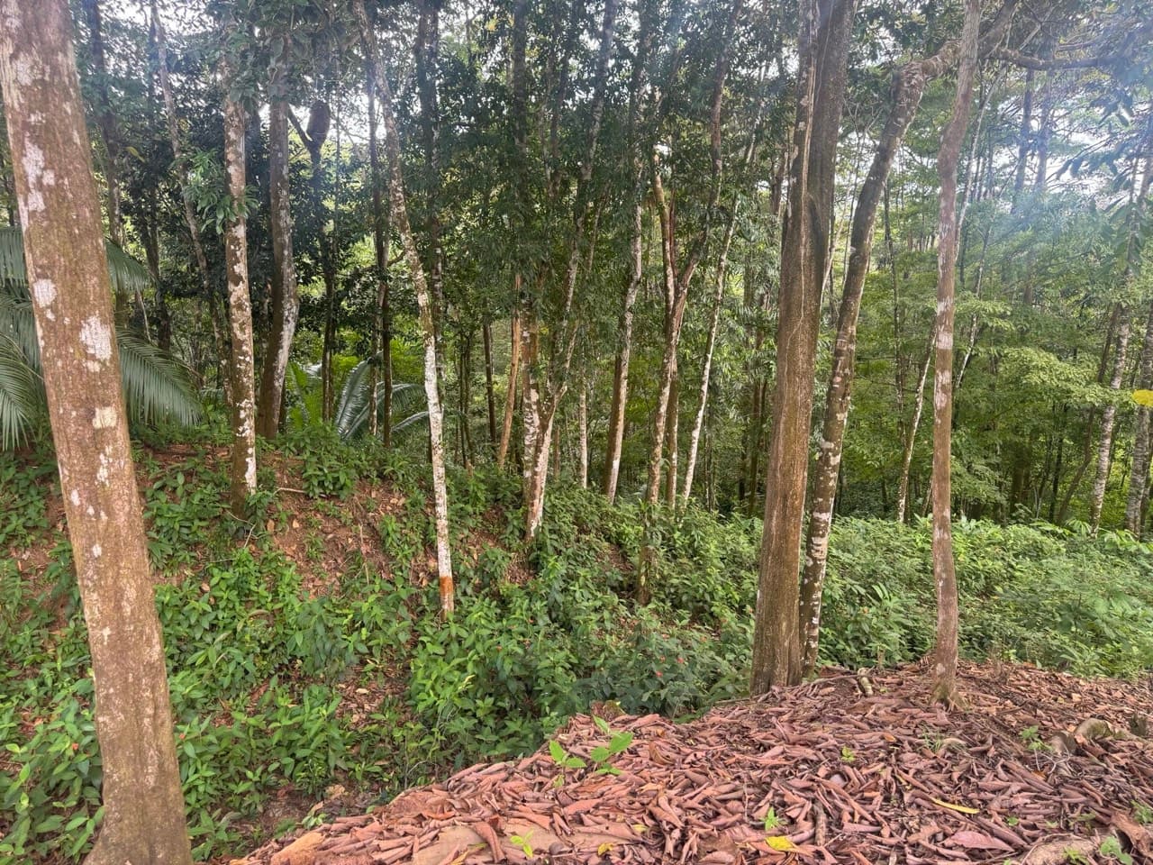 $175,000 - 0.67 Acres - Lot In The Heart of Uvita, Motivated Seller! property photo 5 in Costa Rica
