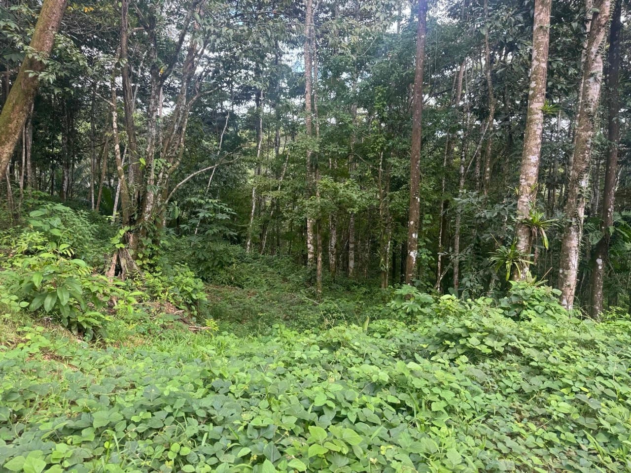 $175,000 - 0.67 Acres - Lot In The Heart of Uvita, Motivated Seller! in Uvita, Puntarenas, Costa Rica