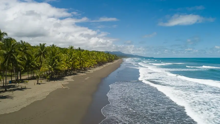 Matapalo