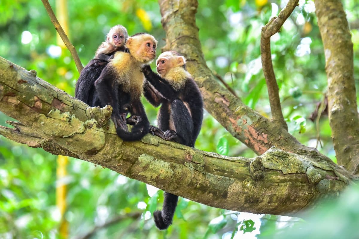 Costa Rica Southern Zone — CAVU Group services
