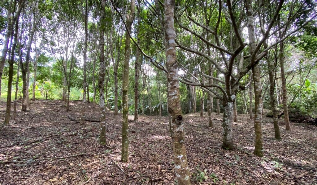 1.9 ACRES Very Usable Flat Land Divided By An Across Running Creek, Tons Of Fruit Trees Plus Woods In The Back! photo 4