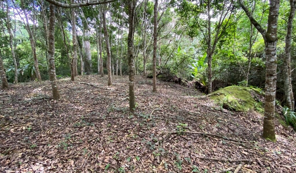 1.9 ACRES Very Usable Flat Land Divided By An Across Running Creek, Tons Of Fruit Trees Plus Woods In The Back! photo 5