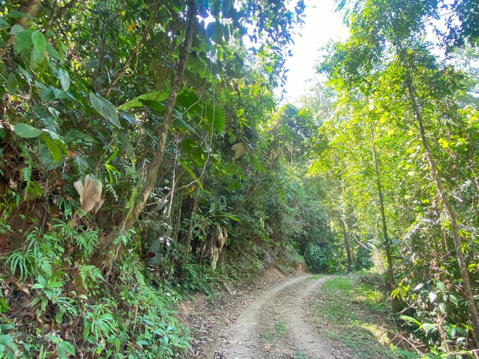 130 ACRES Amazing Acreage With Jungle, River, Spring, Internal Road And The Best Mountain And River View at Just 15min From New Marina In Golfito! photo 3