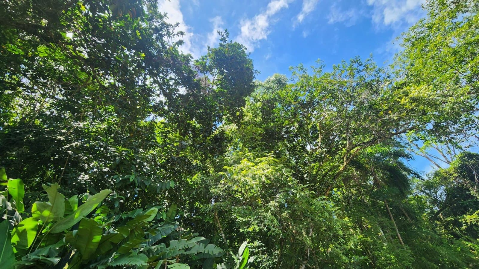 1.25 ACRES Stunning Ocean View Oasis: Exclusive Property With Premium Amenities! property photo 5 in Costa Rica