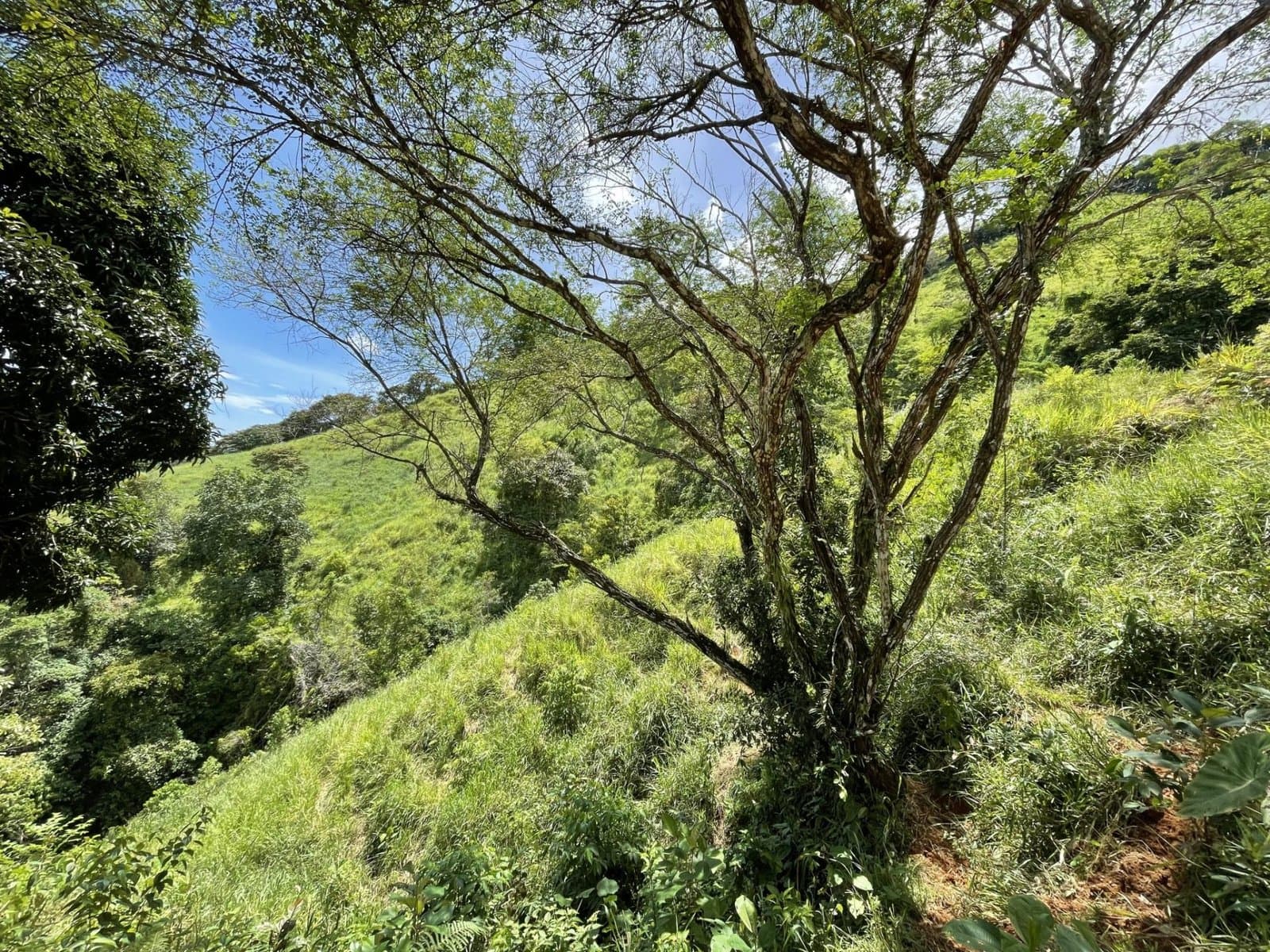 26 ACRES Exceptional Panoramic Ocean View Land With Legal Water And Electricity, Multiple Building Sites! photo 4