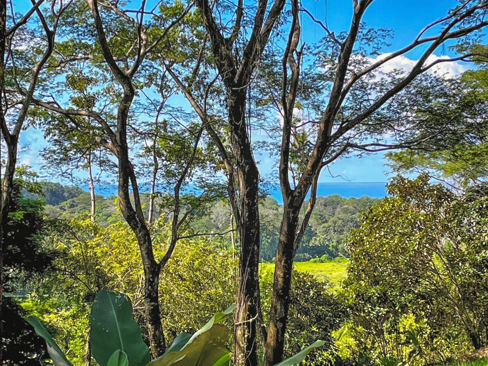 1.53 ACRES – Legal Water, Electricity, Fiber Optics, Surrounded by Jungle with Ocean Views, Great Community, 5min to the Beach! photo 2