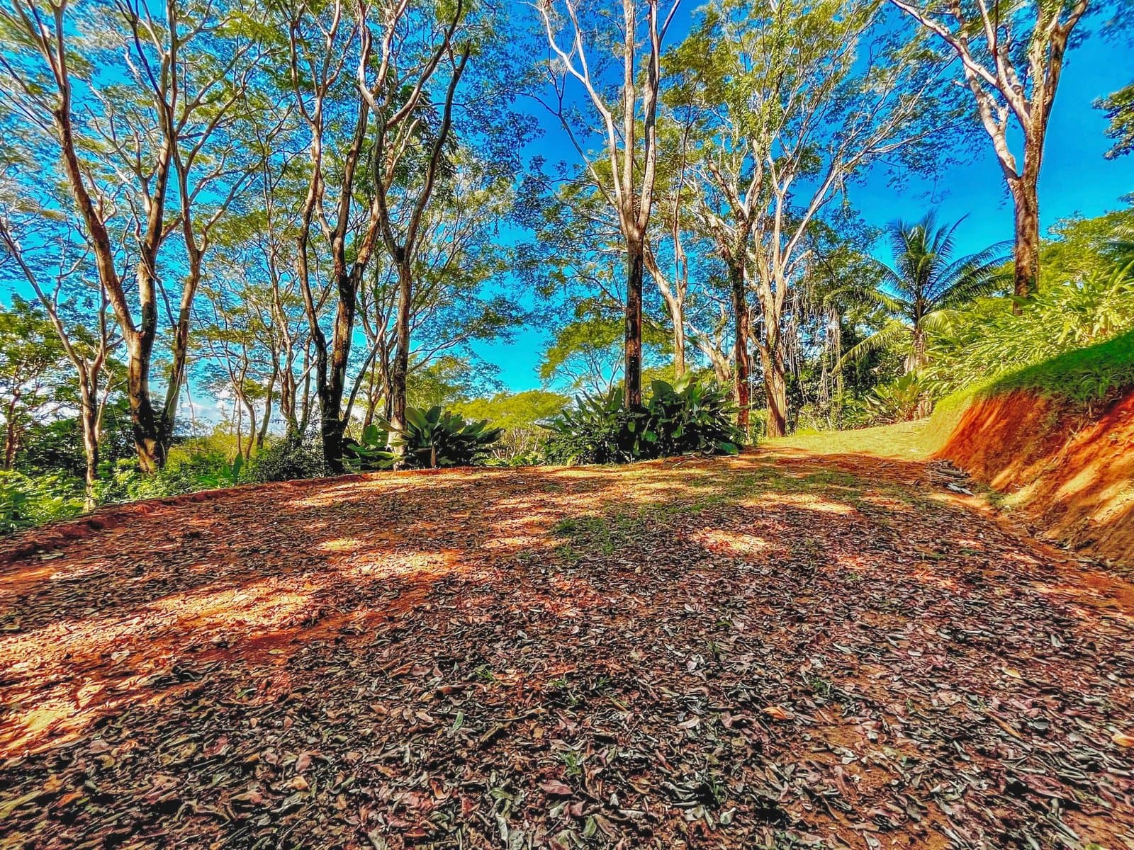 1.53 ACRES – Legal Water, Electricity, Fiber Optics, Surrounded by Jungle with Ocean Views, Great Community, 5min to the Beach! photo 4