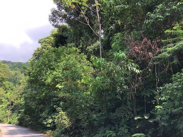 6.5 ACRES Space To Grow, Build Thrive, Close To The Beach Commercial Potential Road Frontage! photo 3