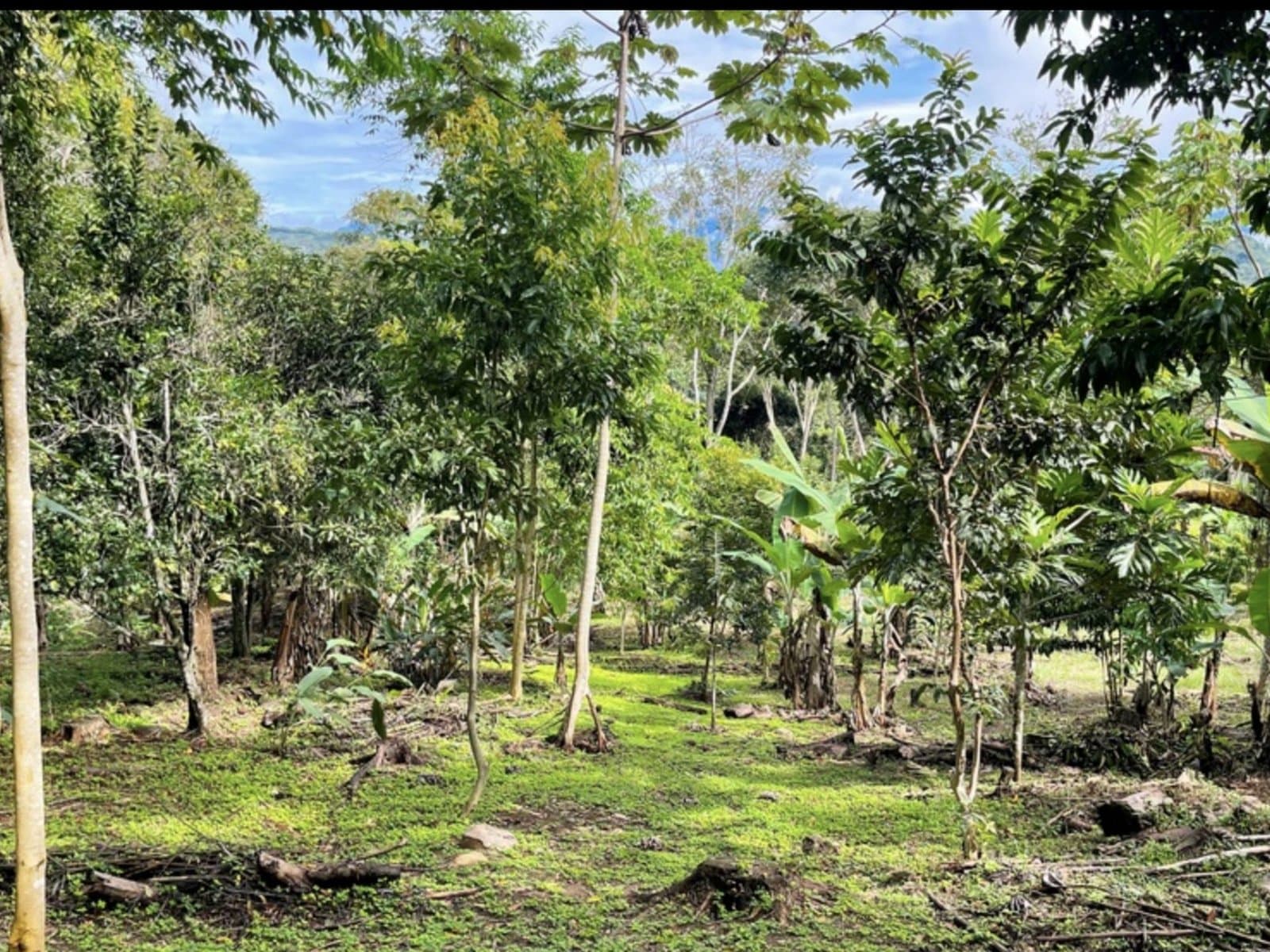 4.2 ACRES 2 Bedroom Home With Room To Build More, Located In A Private Food Forest! photo 5