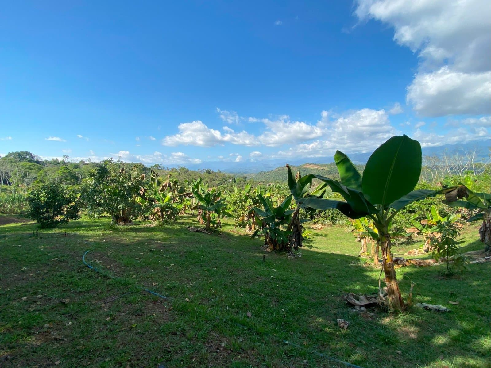 7.24 ACRES – Unique Property with 840 Fruit Trees, Spring, Stream, Views of Chirripo, Many Building Areas, and Caretaker’s House! photo 1