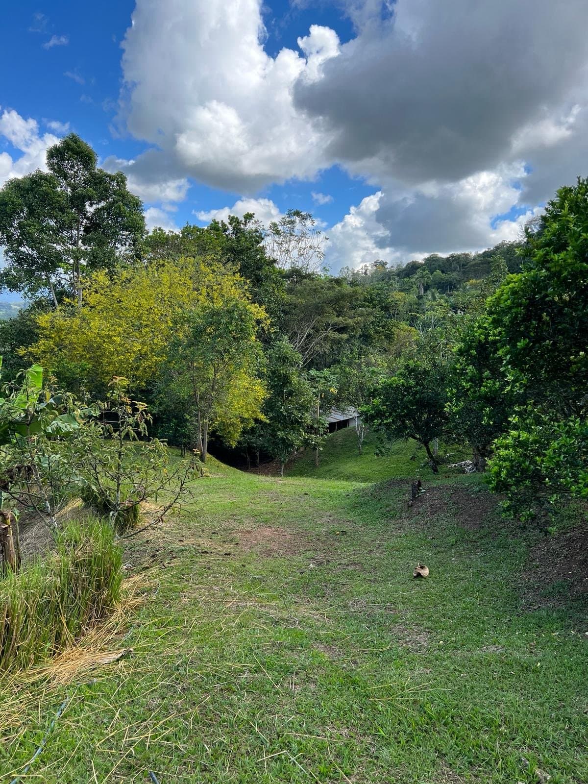 7.24 ACRES – Unique Property with 840 Fruit Trees, Spring, Stream, Views of Chirripo, Many Building Areas, and Caretaker’s House! photo 3