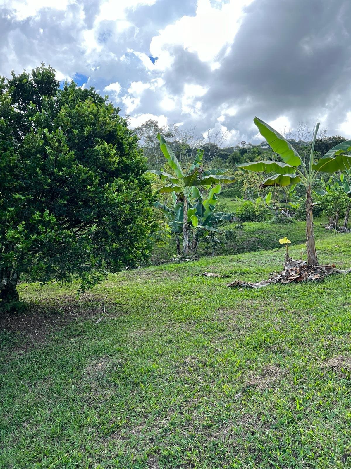 7.24 ACRES – Unique Property with 840 Fruit Trees, Spring, Stream, Views of Chirripo, Many Building Areas, and Caretaker’s House! photo 4