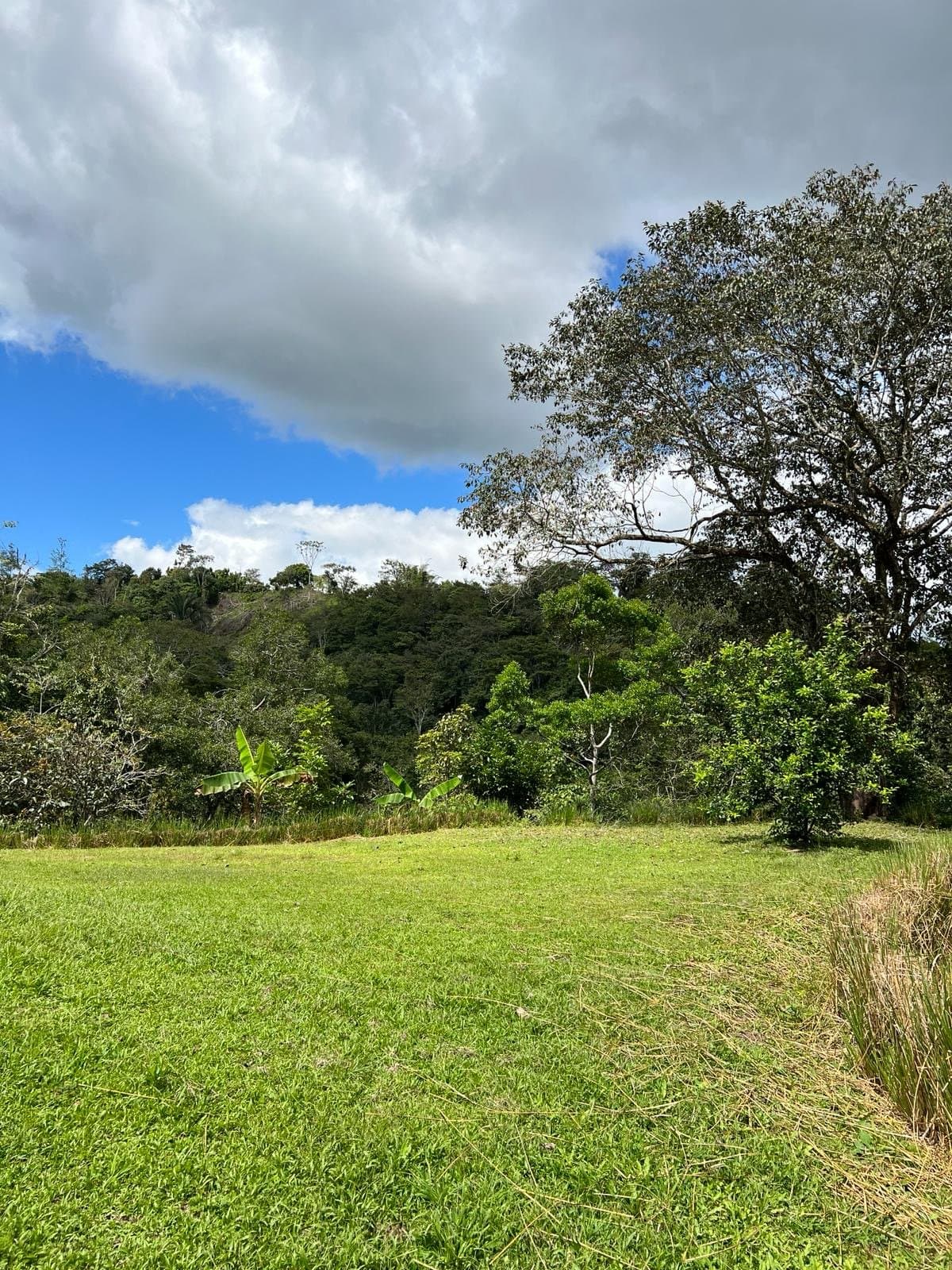 7.24 ACRES – Unique Property with 840 Fruit Trees, Spring, Stream, Views of Chirripo, Many Building Areas, and Caretaker’s House! photo 5