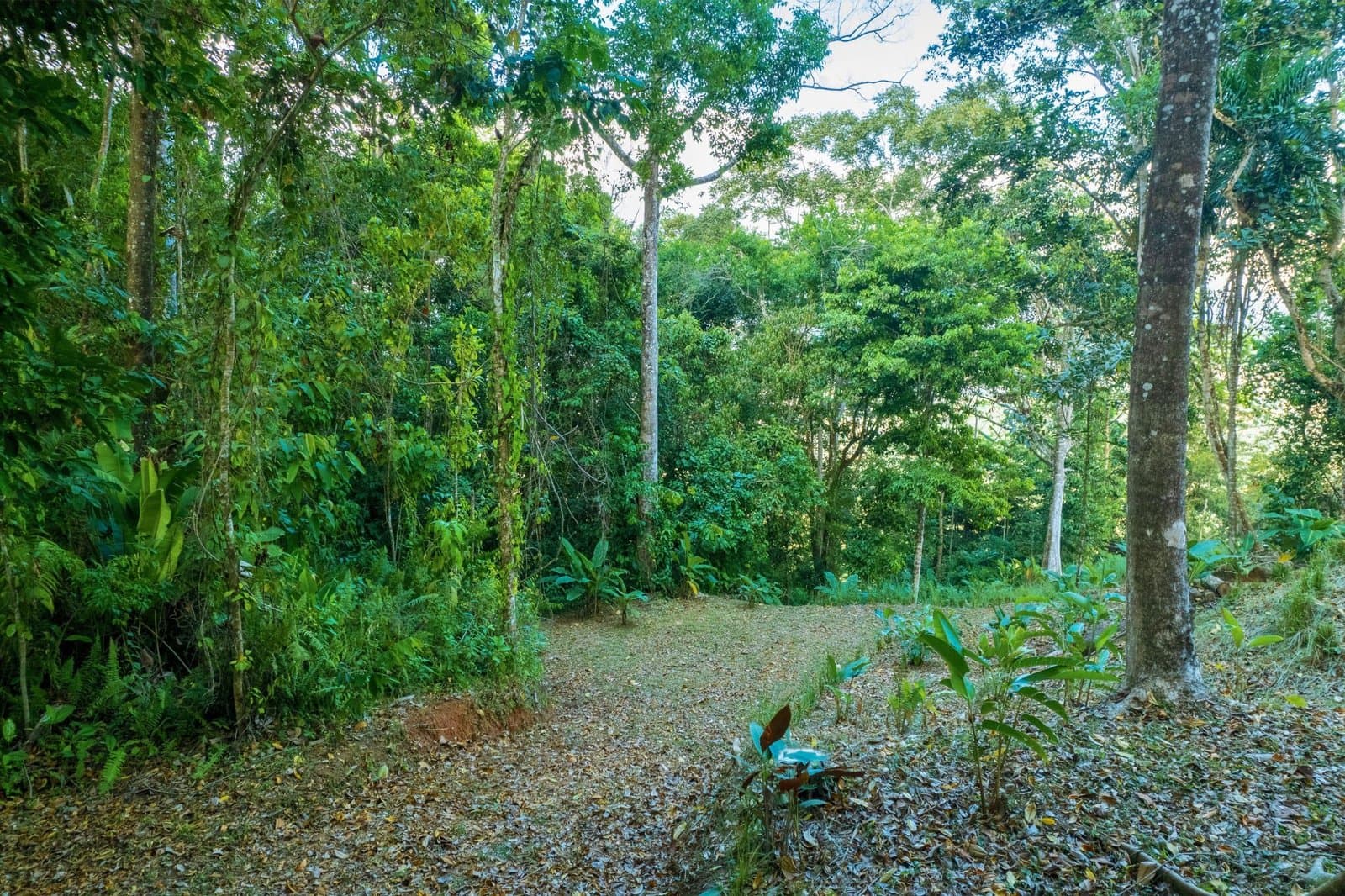 5.3 ACRES Mountain And River View Land 20min To Dominical, Ready To Build, Legal Water, Electricity Fiber Optics, Streams And Community Trails! photo 3