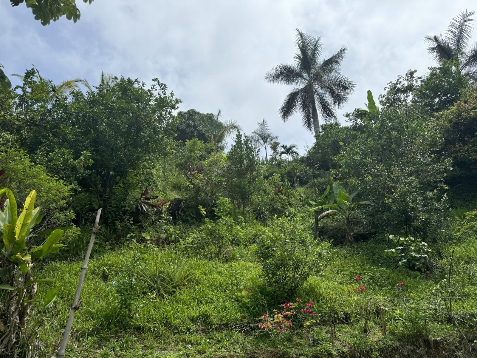 1.11 ACRES Sunrise And Sunset Views, Highway Frontage, Legal AYA Water, Many Mature Fruit Trees! photo 4