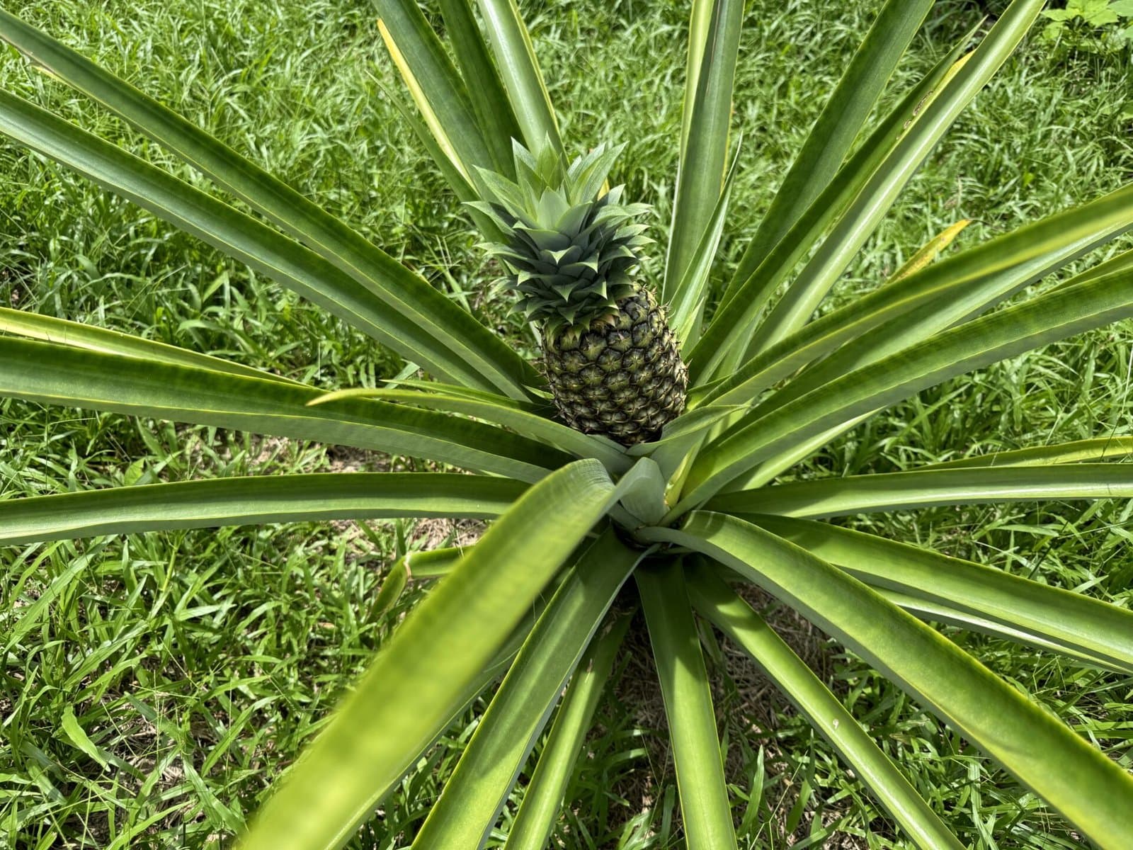 1.11 ACRES Sunrise And Sunset Views, Highway Frontage, Legal AYA Water, Many Mature Fruit Trees! photo 5