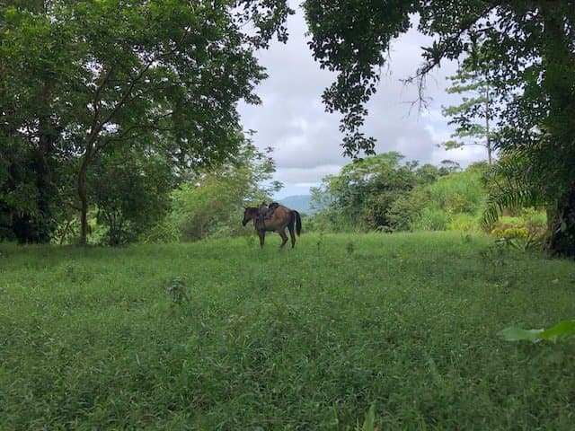 126.04 ACRES Beautiful Extensive Secluded Land With Waterfalls Ocean view, On Agricultural Safe Haven! photo 5