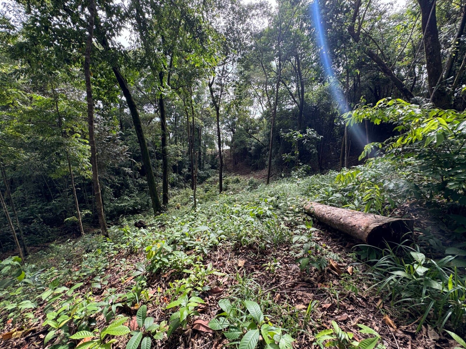 0.5 ACRES Ocean View Property 1 Min Off Paved Highway In Escaleras Minutes To Dominical And Uvita! photo 3