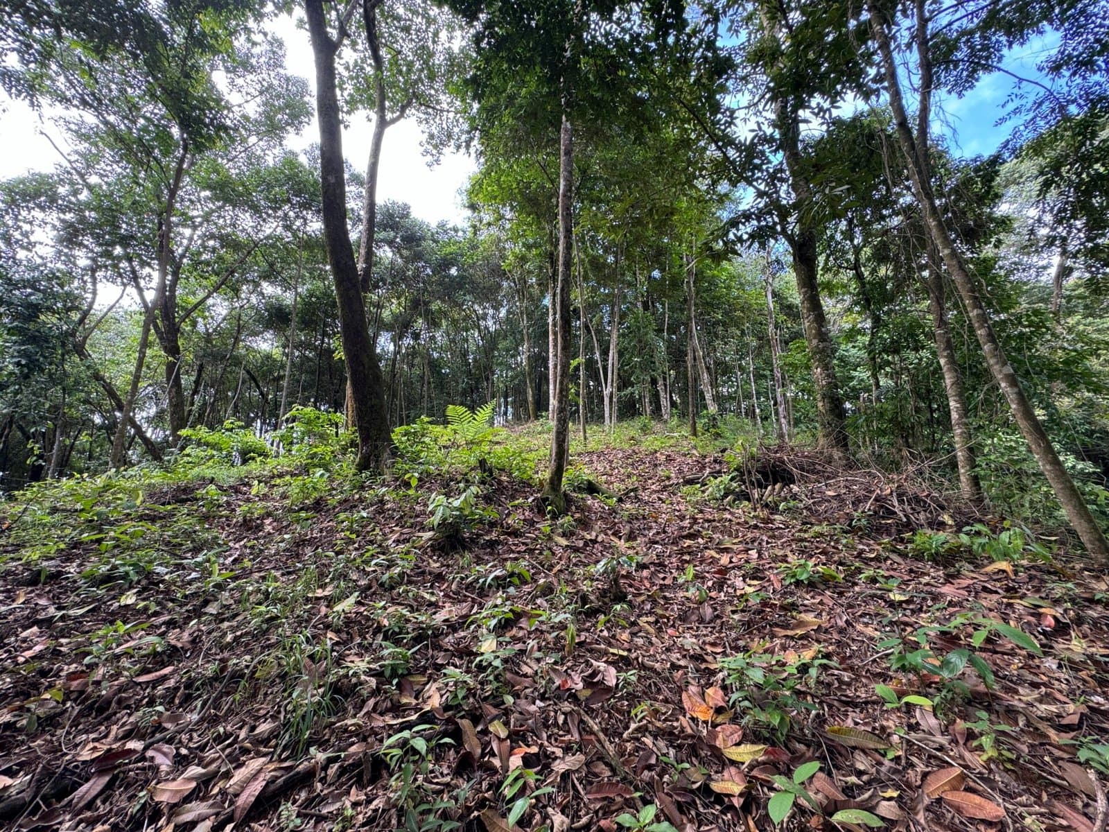 0.5 ACRES Ocean View Property 1 Min Off Paved Highway In Escaleras Minutes To Dominical And Uvita! property photo 5 in Costa Rica