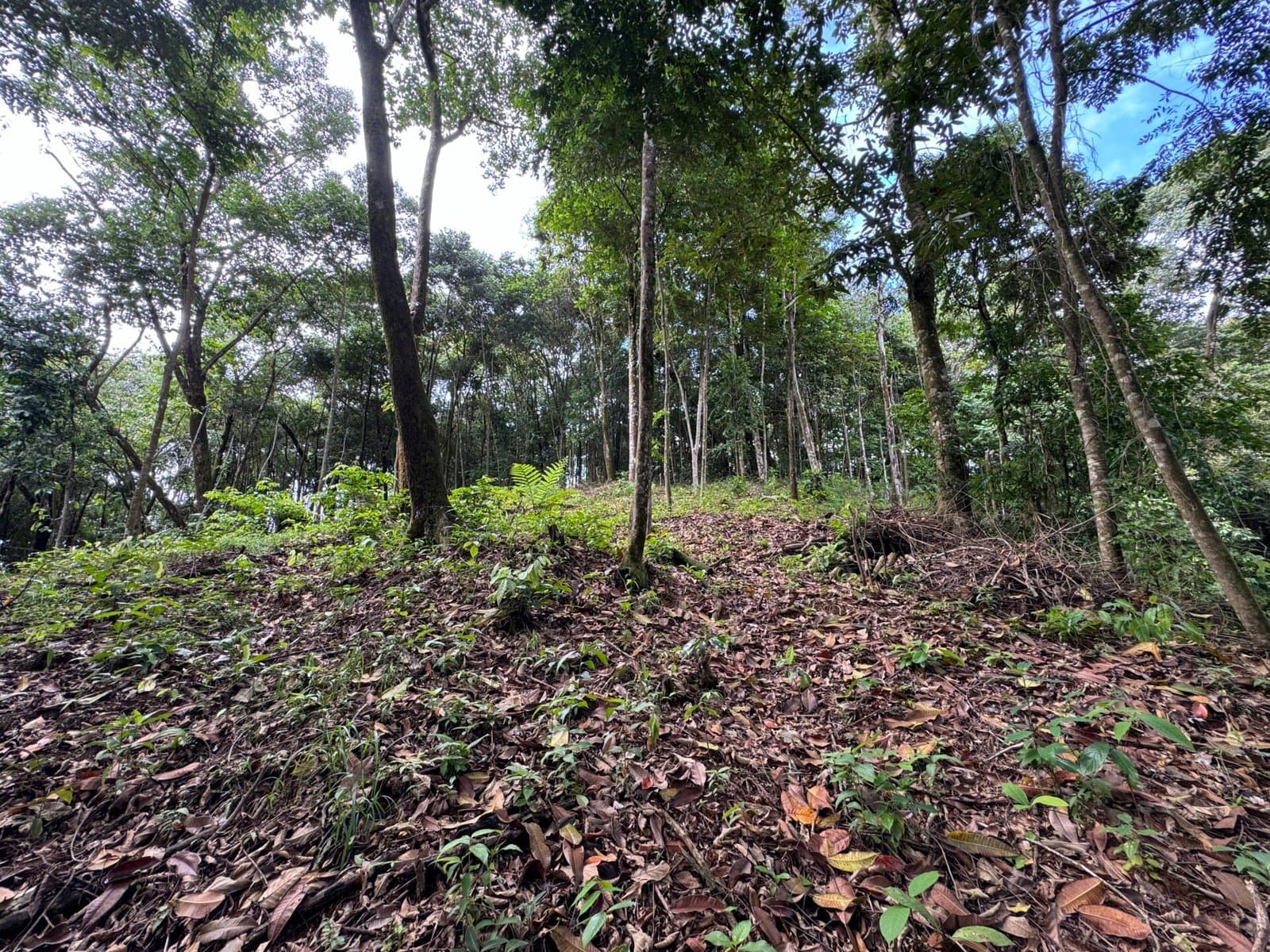 0.5 ACRES Ocean View Property 1 Min Off Paved Highway In Escaleras Minutes To Dominical And Uvita! photo 5