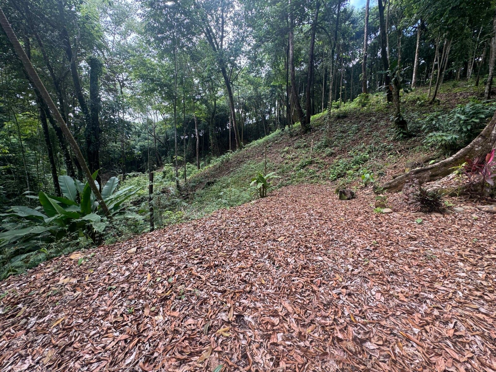 0.5 ACRES Ocean View Property 1 Min Off Paved Highway In Escaleras Minutes To Dominical And Uvita! photo 1