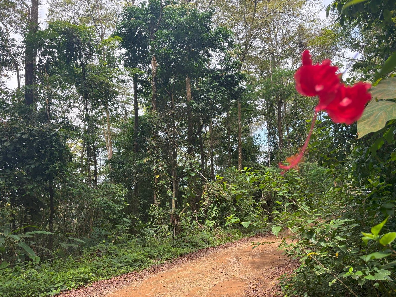 2.4 ACRES Mountain And Valley View Land With Plenty Of Space to Build And Easy Access! property photo 5 in Costa Rica