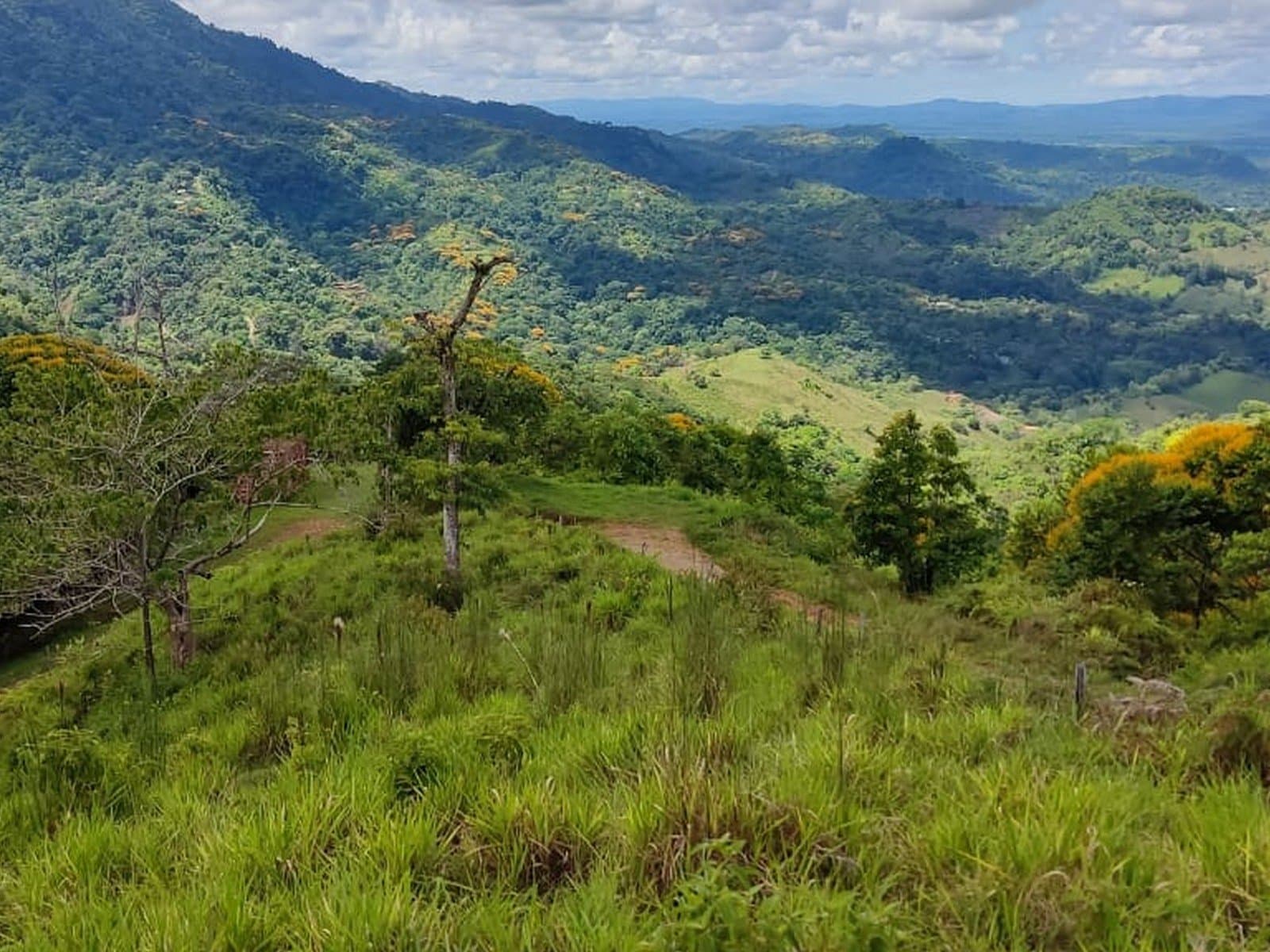 66.7 ACRES Spectacular Mountain & Ocean View Estate with Virgin Forest, Usable Land, and Public Road Frontage! photo 3