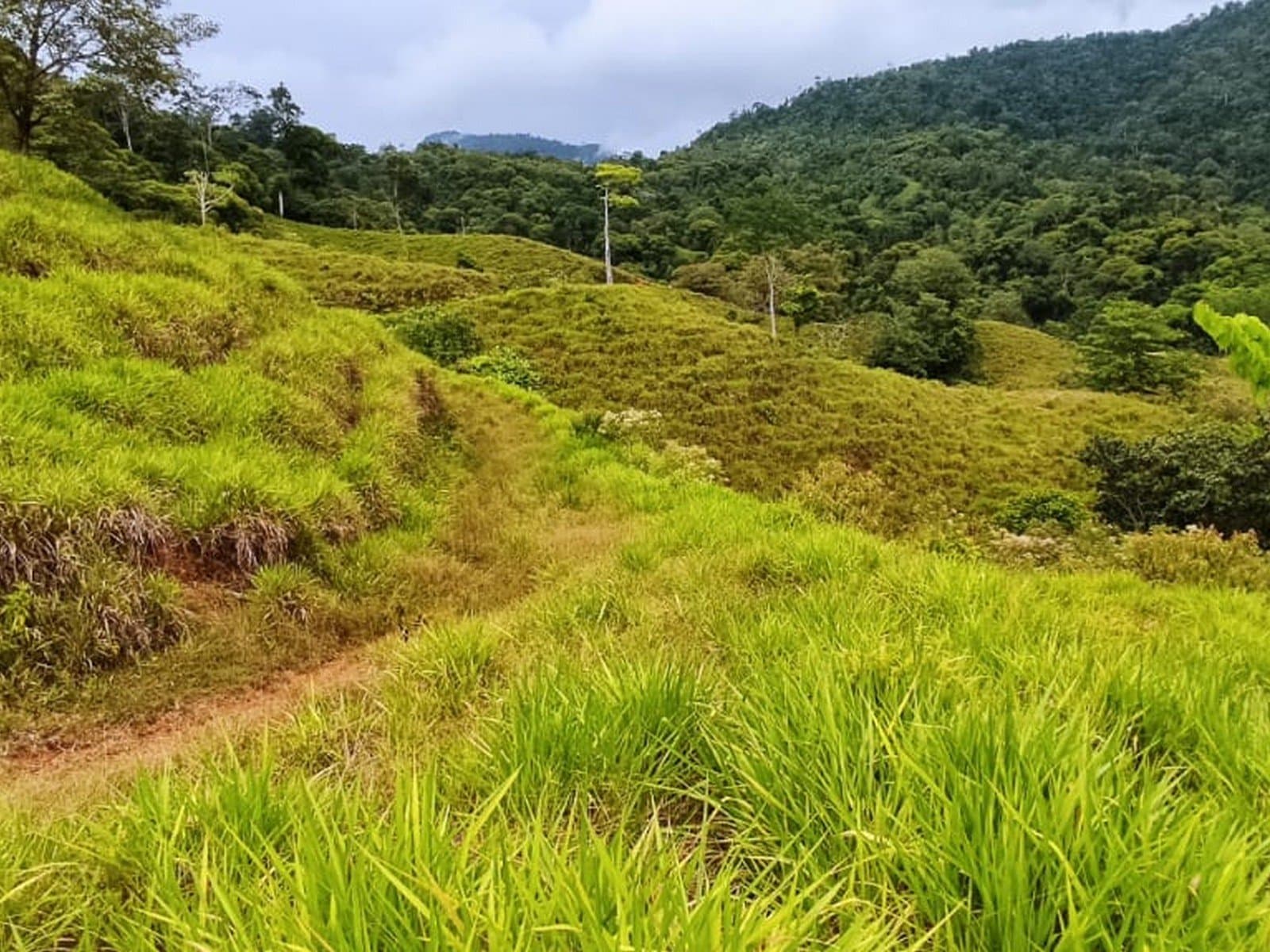 66.7 ACRES Spectacular Mountain & Ocean View Estate with Virgin Forest, Usable Land, and Public Road Frontage! photo 2