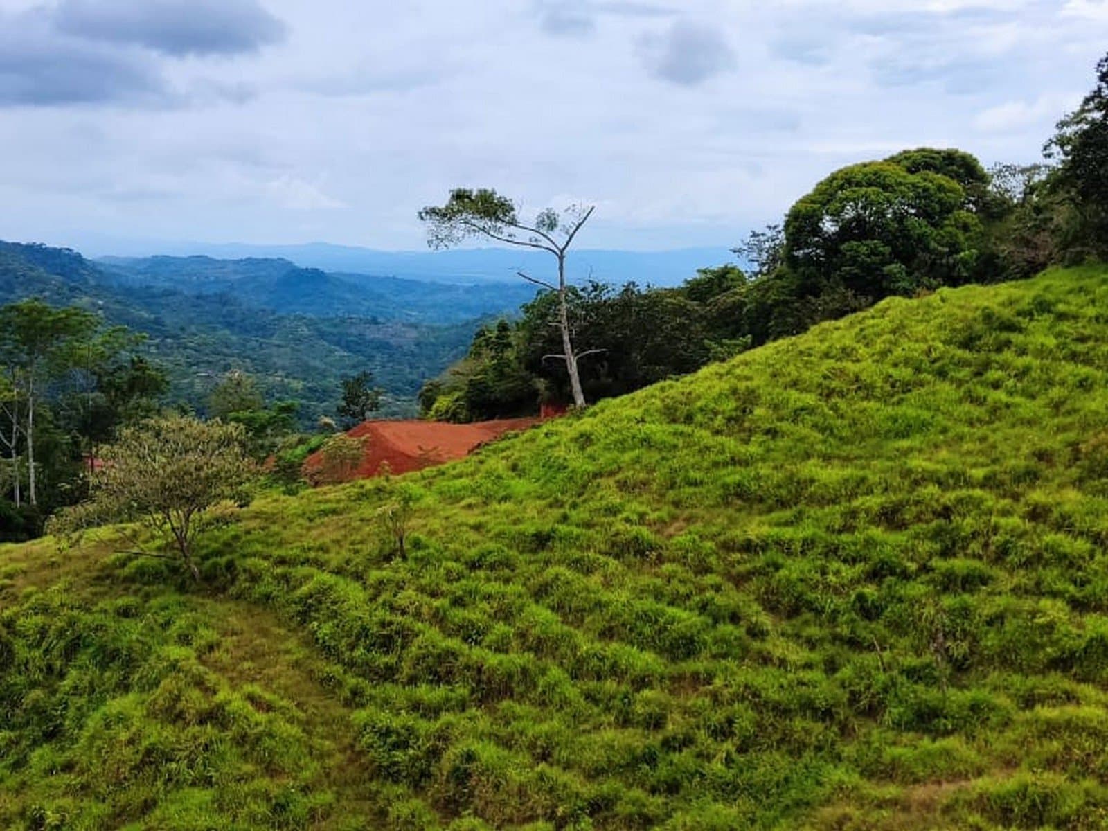 66.7 ACRES Spectacular Mountain & Ocean View Estate with Virgin Forest, Usable Land, and Public Road Frontage! photo 5