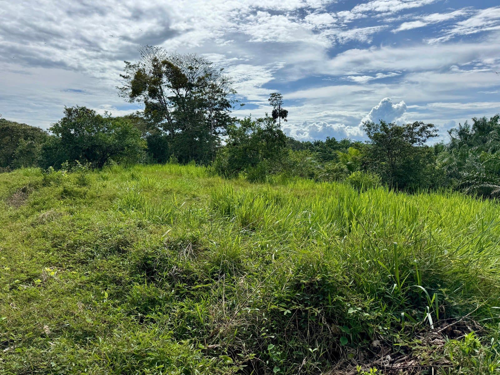 1.45 ACRES Ocean View Property With Creek And Public Road Frontage, 12 Min To Beach And Surf! property photo 3 in Costa Rica