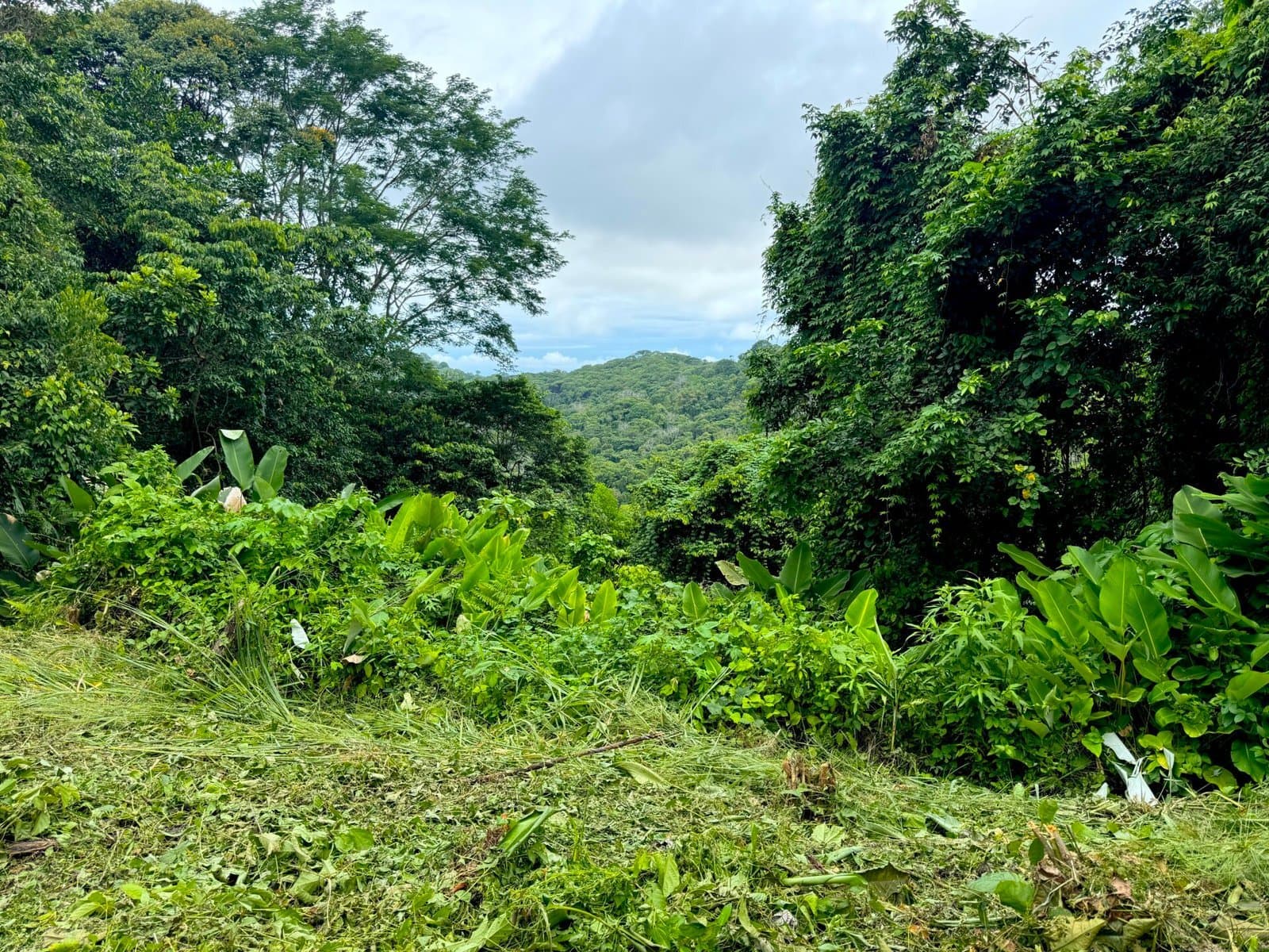 3 ACRES Beautiful Mountain View Property, Small Ocean Window, Public Road Frontage, Multiple Building Sites, Many Fruit Trees! property photo 3 in Costa Rica