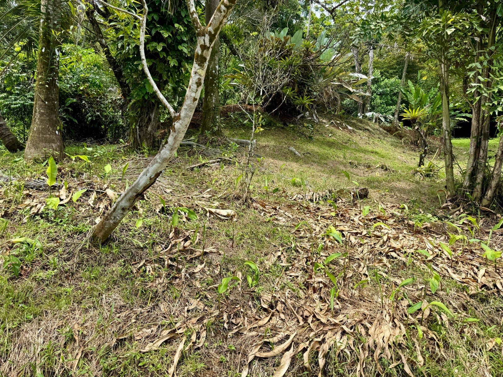 0.38 ACRES Ocean View Property In Escaleras With Multiple Building Sites, Great Access, Power, ASADA Water, Internet! photo 5