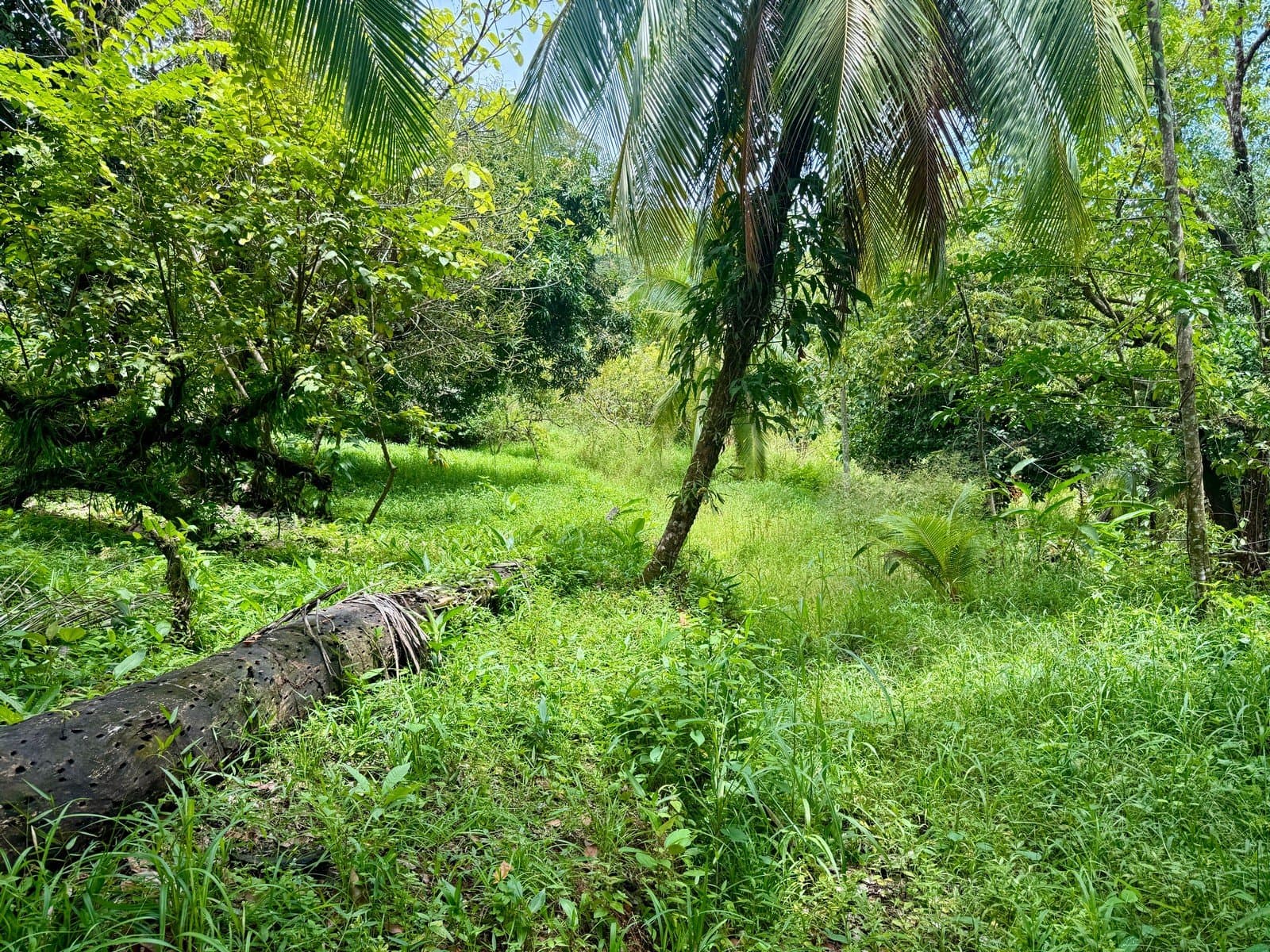 0.25 Acre Flat Affordable Lot in Escaleras with Road, ASADA Water, Power, and Internet property photo 3 in Costa Rica