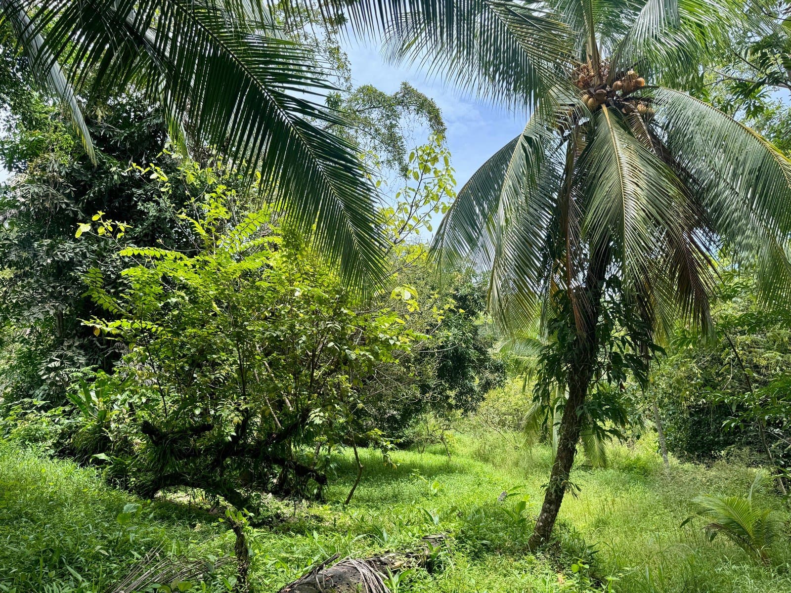 0.25 Acre Flat Affordable Lot in Escaleras with Road, ASADA Water, Power, and Internet property photo 4 in Costa Rica