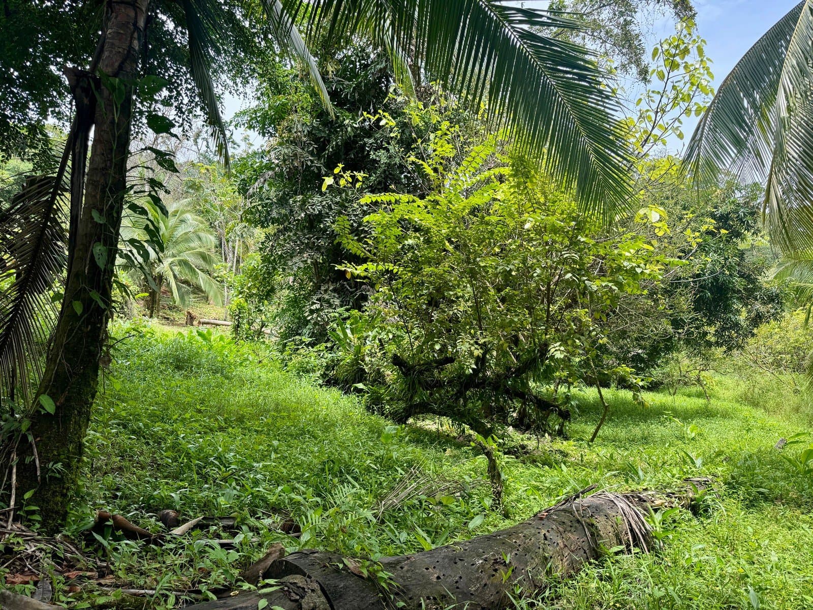 0.25 Acre Flat Affordable Lot in Escaleras with Road, ASADA Water, Power, and Internet photo 5