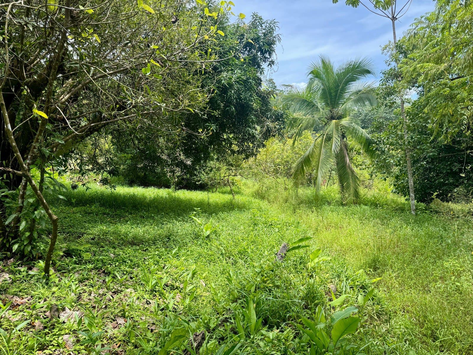 0.25 Acre Flat Affordable Lot in Escaleras with Road, ASADA Water, Power, and Internet photo 1