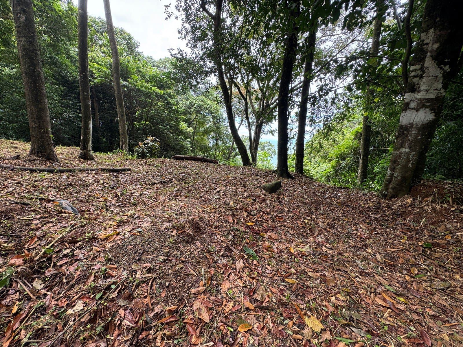 0.25 ACRES Affordable Ocean View Property With Easy Access And Legal ASADA Water! photo 4