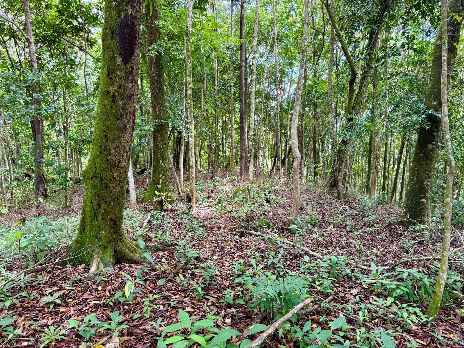 1.65 ACRES Amazing Sunset Ocean View Property With Huge Building Area, Great Access, Perfect For a Hotel Or Estate! photo 4