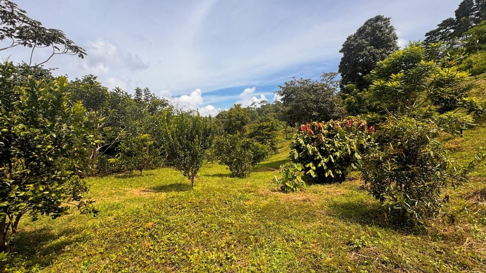 Scenic Mountain Lot in San Gerardo de Platanares photo 5