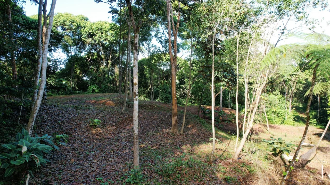 Private 4.25 Acre Jungle Lot in Platanillo Ready to Build property photo 3 in Costa Rica