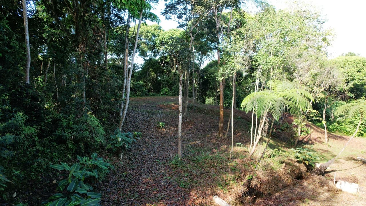 Private 4.25 Acre Jungle Lot in Platanillo Ready to Build photo 4