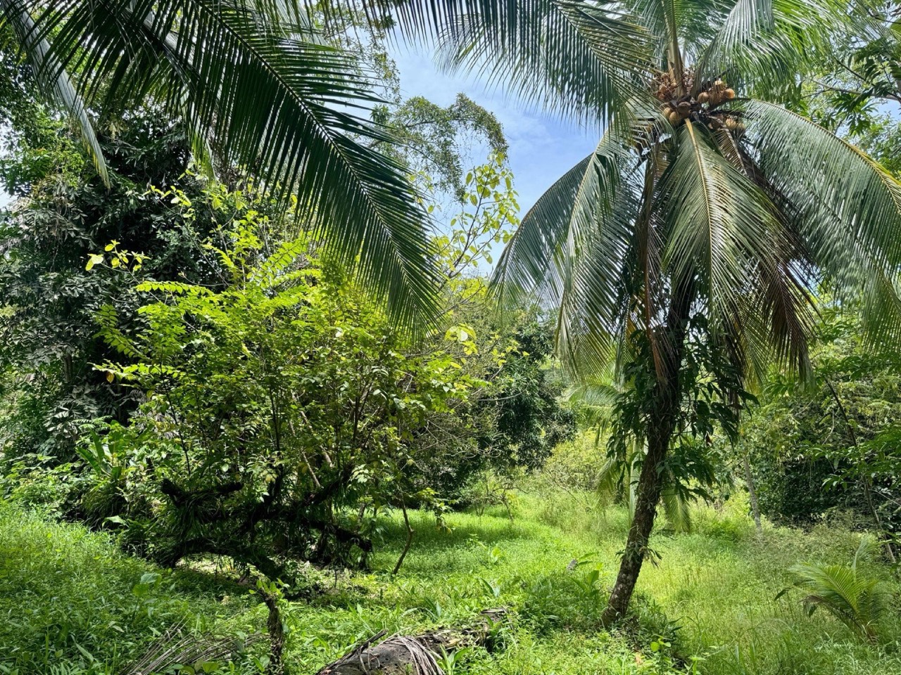 0.25 Acre Flat Affordable Lot in Escaleras with Road, ASADA Water, Power, and Internet property photo 4 in Costa Rica