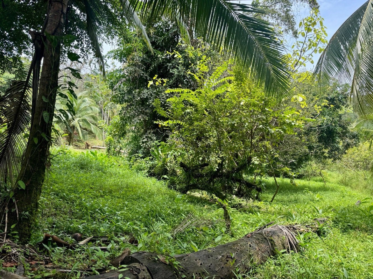 0.25 Acre Flat Affordable Lot in Escaleras with Road, ASADA Water, Power, and Internet property photo 5 in Costa Rica