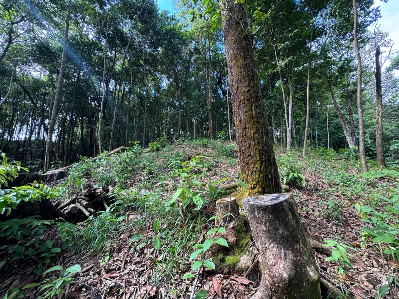 0.5 ACRES Ocean View Property 1 Min Off Paved Highway In Escaleras Minutes To Dominical And Uvita! property photo 2 in Costa Rica