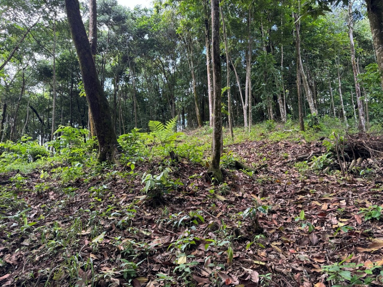 0.5 ACRES Ocean View Property 1 Min Off Paved Highway In Escaleras Minutes To Dominical And Uvita! property photo 4 in Costa Rica