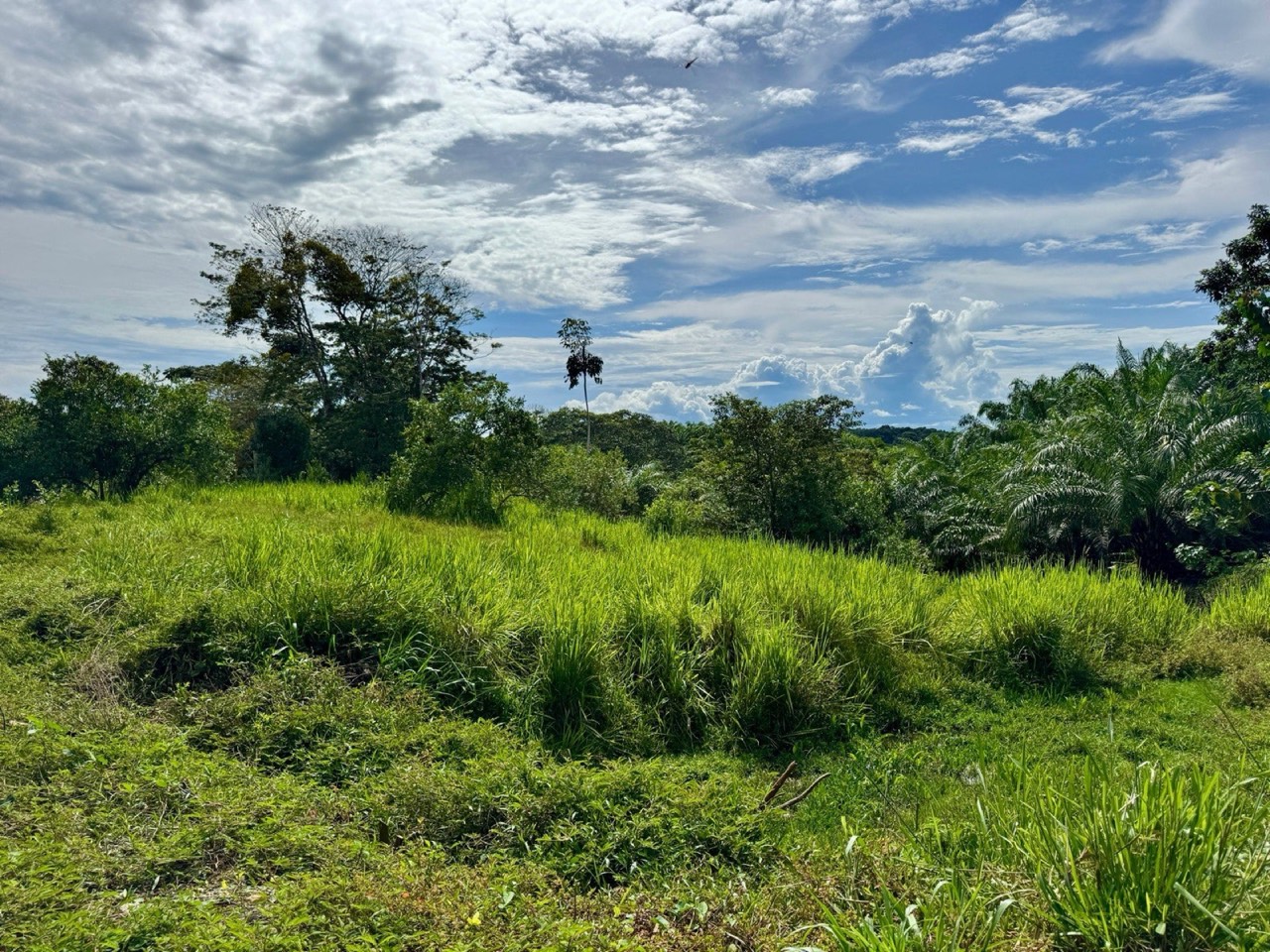 1.45 ACRES Ocean View Property With Creek And Public Road Frontage, 12 Min To Beach And Surf! property photo 4 in Costa Rica
