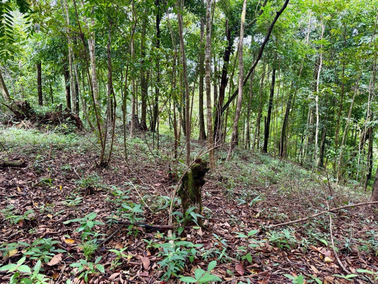 1.65 ACRES Amazing Sunset Ocean View Property With Huge Building Area, Great Access, Perfect For a Hotel Or Estate! property photo 3 in Costa Rica