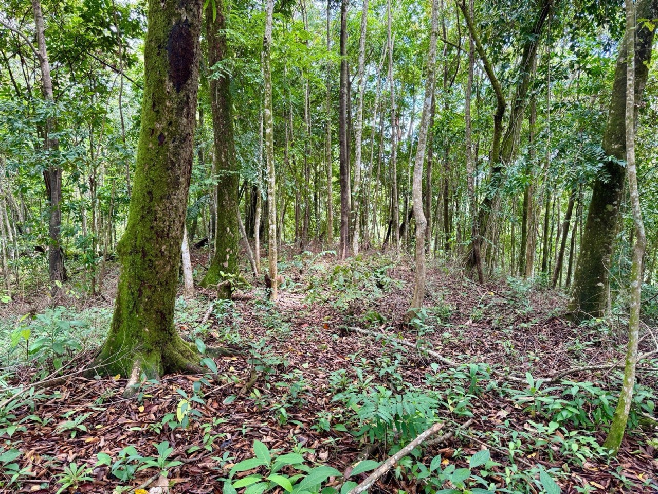 1.65 ACRES Amazing Sunset Ocean View Property With Huge Building Area, Great Access, Perfect For a Hotel Or Estate! property photo 4 in Costa Rica