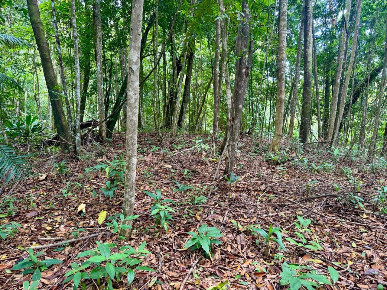 1.65 ACRES Amazing Sunset Ocean View Property With Huge Building Area, Great Access, Perfect For a Hotel Or Estate! property photo 5 in Costa Rica